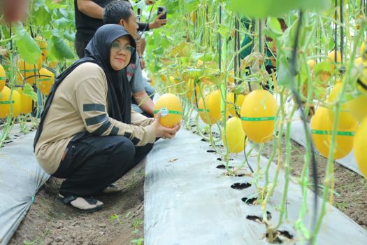 Bupati Siak Hadiri Panen Raya Melon Premium di Kampung Buantan Besar