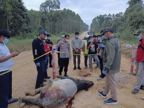 Seekor Tapir Jantan Ditemukan Mati di Jalan Koridor PT RAPP