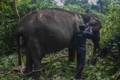 Berusia 60 Tahun, Gajah Betina Ini Jadi Petualang Rimba di Ukui Pelalawan