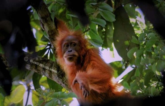 12 Jenis Primata Tersebar di Empat Pulau Indonesia Terancam Punah 