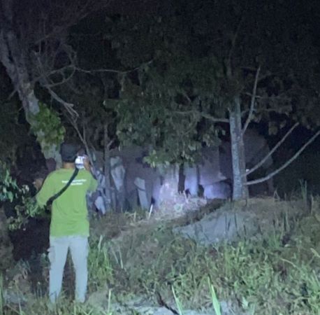12 Gajah Liar Tiba-tiba Lintasi Kebun Warga di Muara Fajar Pekanbaru