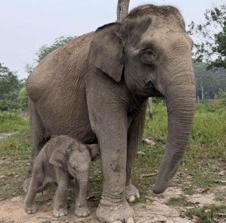 Lisa, Gajah Sumatra di Taman Nasional Tesso Nilo Melahirkan Anak Jantan